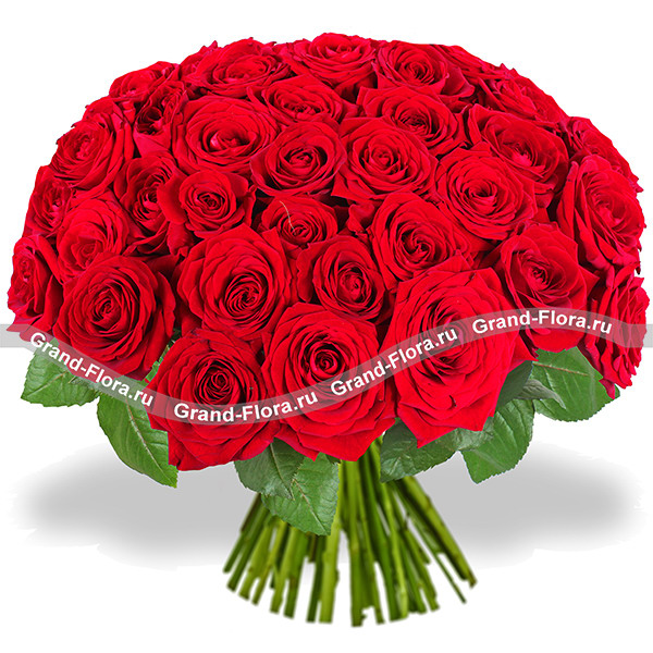 51 красная роза - букет из красных роз
