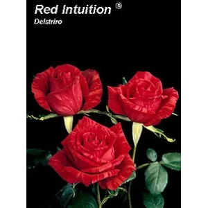 Роза "Красная интуиция"(Red intuition)